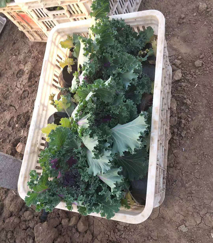 發(fā)貨現(xiàn)場(chǎng)